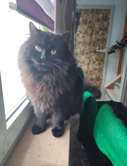 MainCoonmix Kater sucht neues zu hause - Niederwiesa