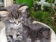 1 kleine Fellnasen, Perser Main Coon Mix sucht liebes Zuhause - Grabfeld