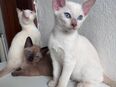 Siam - Mix Kitten suchen liebevolles Zuhause in 24568