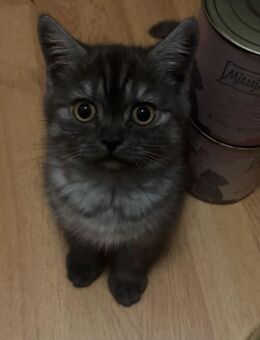 Prinzessin sucht noch Zuhause - Hartha