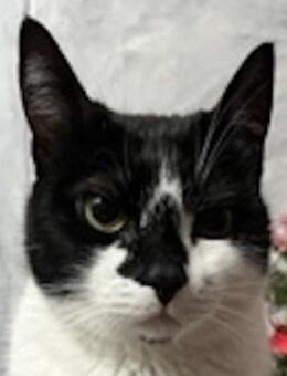 Sara, geb. ca. 11/2015, Griechenland - Markdorf