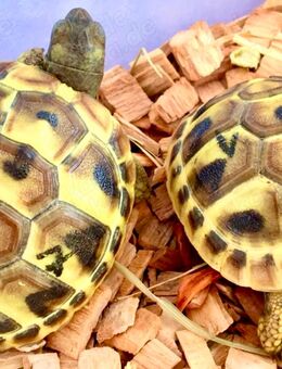 Griechische Landschildkröten NZ 2025 - Köln