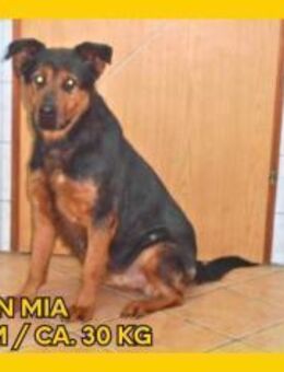 Mia Mischling Hündin sucht Zuhause - Margetshöchheim