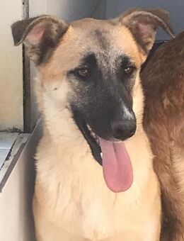 MIRA sucht verständnisvolles Zuhause - Sulzfeld (Baden-Württemberg)