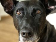 Raven sucht seinen Menschen 🐶 - Vechelde