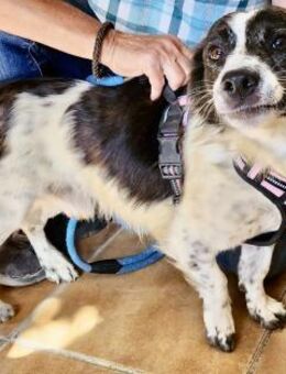 Nico, zutraulich, neugierig, offen - Westerholt