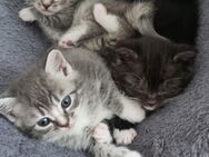 BKH Kitten Katzenbabys - Hattingen