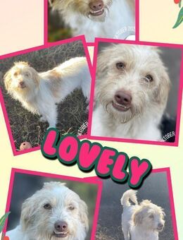 süße Lovely bald auf Pflegestelle - Nürnberg