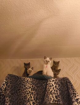 Süße BKH Katzen Babys - Jerxheim