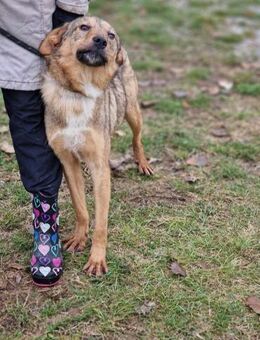 Ruhige menschenbezogene ADA sucht ♥️🐾 - München