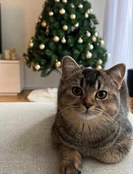 Kater 3 Jahre, kastriert, gechipt und vollgeimpft - Hamburg Bergedorf