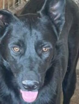 Jule möchte raus aus dem Shelter 🐾 - Elsdorf (Nordrhein-Westfalen)