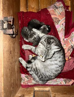 Kitten - Rosenbach (Vogtland)