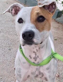 Julio konnte der Perrera entkommen.... - Laatzen