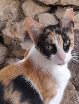 Donna - knuffig und sozial - Wilhelmsfeld