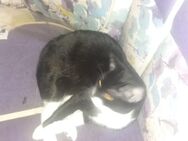 Liebe Katzen abzugeben - Dortmund