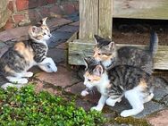 3farbige weibliche Kitten - Warmsen