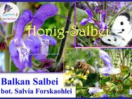 ♥ Salvia Forskaohlei, Balkan Salbei Samen,winterharte Staude Bienenweide Honig Rarität Tulpenstolz - Hamburg