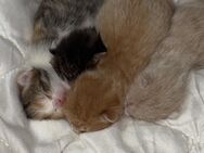 Maine Coon Mixe suchen Zuhause - Siegbach
