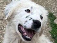 Cornelius - entspannter Hundetraum - Mettmann