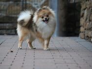 Pomeranian Deutscher Zwergspitz Welpen (männlich) mit Ahnentafel - Bad Iburg