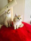 Wunderschöne reinrassige BKH (letztes Mädchen und ein Junge) mit Stammbaum. in 88400