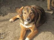 Ronya geht ins Herz 🐾 - Elsdorf (Nordrhein-Westfalen)