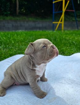 Französische bulldogge welpen - Siegen (Universitätsstadt)