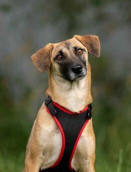 Verschmuste Lika sucht ihre Menschen - Duisburg