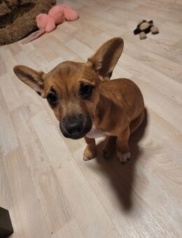 Französische Bulldog Jack Rassel Mix - Straußfurt