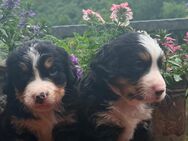 Wunderschöne Bernersennenhund Welpen zuverkaufen - Solingen (Klingenstadt)