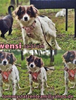 Swensi freut sich auf spannende Ausflüge - Schafflund