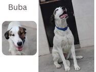 Buba - Wendelstein