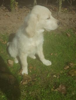 Welpen - aus Golden Retriever und Labrador - Warendorf