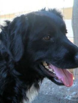 LIDINA - einfach ausgesetzt ... - Regensburg