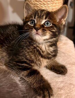 Maine Coon / EKH-Mix Kitten m/w - Kolkwitz