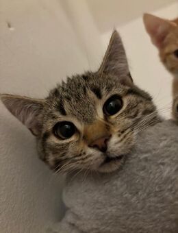 Kleines süßes Katerchen sucht sein Zuhause - Berlin