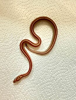 Kornnatter NZ 2025 - Großengottern