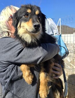 Lio - freundlich und sanft - Westerholt