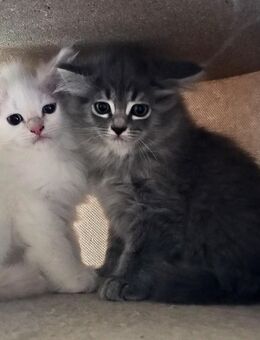 Edelmix Kitten - Lichtenau (Sachsen)