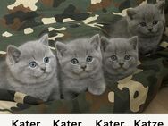 Britisch Kurzhaar Kitten – 3 Kater & 1 Katze – abzugeben ab Juli - Herford (Hansestadt)