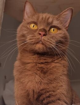 Bkh Cinnamon Katze mit Stammbaum - Berlin Charlottenburg-Wilmersdorf