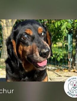 Fuchur: Will endlich sein Glück finden - Kirchzell