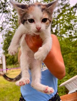 Kleine Katze abzugeben Kitten Glückskatze - Plau (See) Zentrum