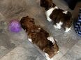 Shih-Tzu Welpen in 97922