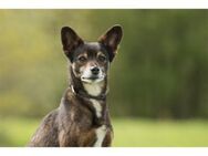 Snoopy wartet in 08141 Reinsdorf - Oberwies