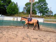 Springpferd, Freizeitpferd, Zuchtstute, Buckskin, Stute Abzugeben! - Frauenstein Zentrum