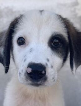 Benda, geb. ca. 06/2023, GRIECHENLAND - Markdorf