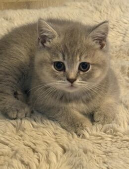 BKH Kitten Junge und Mädchen Lilac Tabby - Herne Crange