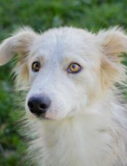 LINN - gern meine Traumreise antreten - Overath